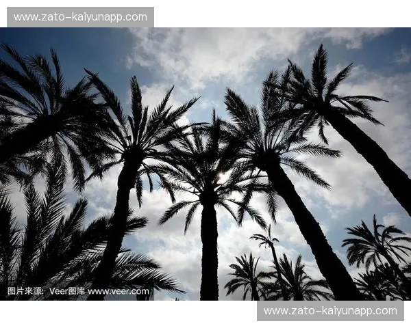 绿荫深处的棕榈之魂:当“埃尔切vs”成为一种信仰的博弈 绿荫深处的棕榈之魂:当“埃尔切vs”成为一种信仰的博弈